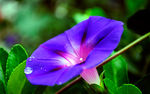 牵牛花