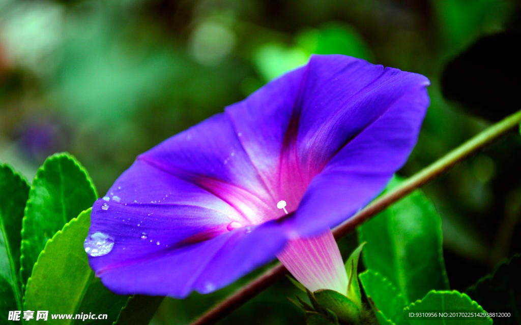 牵牛花
