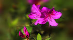 杜鹃花