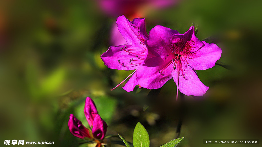 杜鹃花