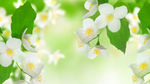 小白花