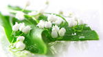 小白花