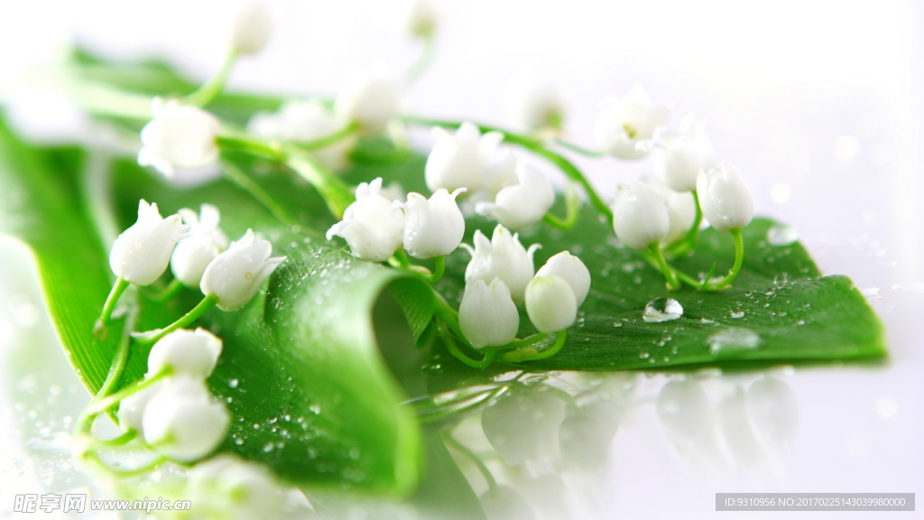 小白花