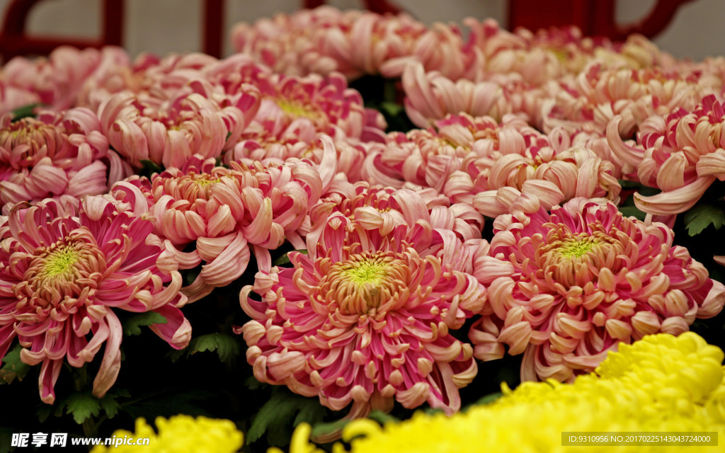菊花