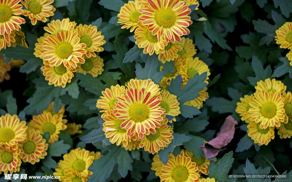 菊花