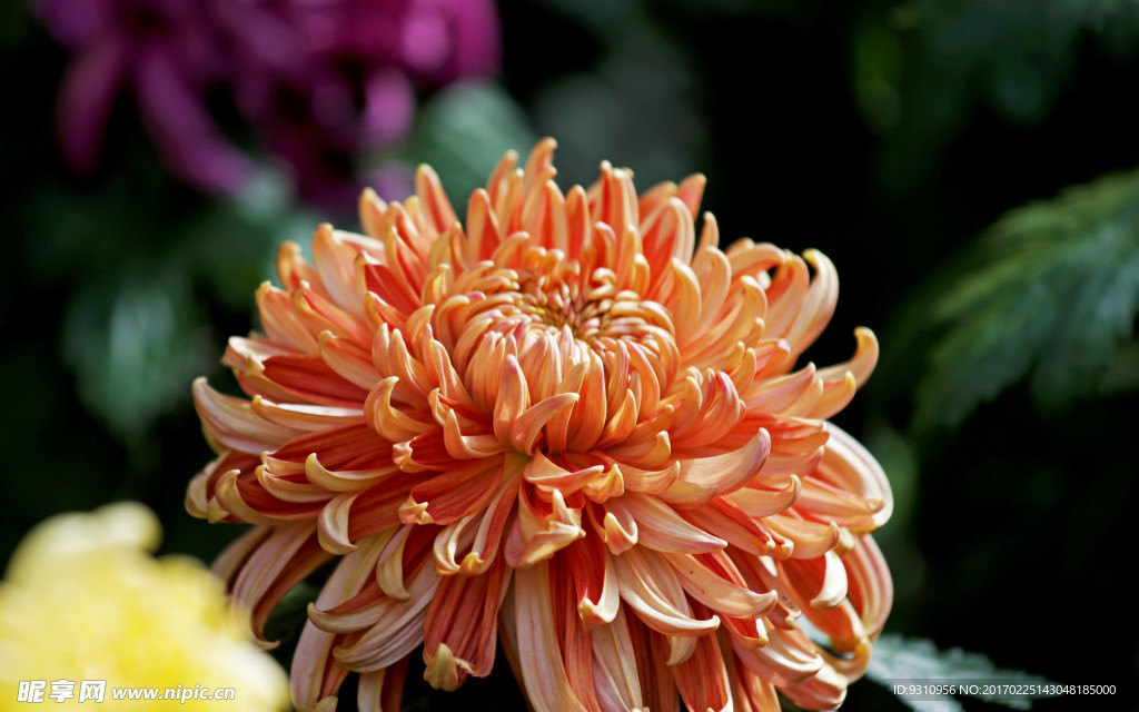 菊花