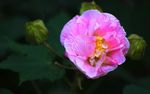 木芙蓉