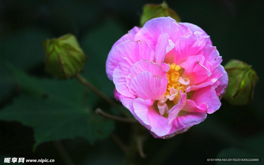 木芙蓉
