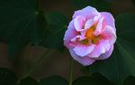 木芙蓉