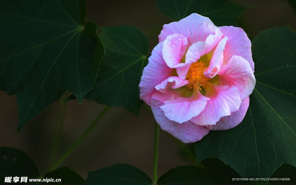 木芙蓉