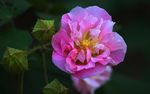 木芙蓉