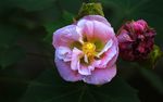 木芙蓉
