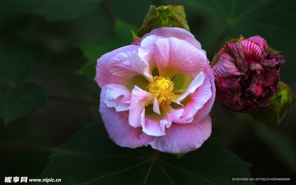 木芙蓉