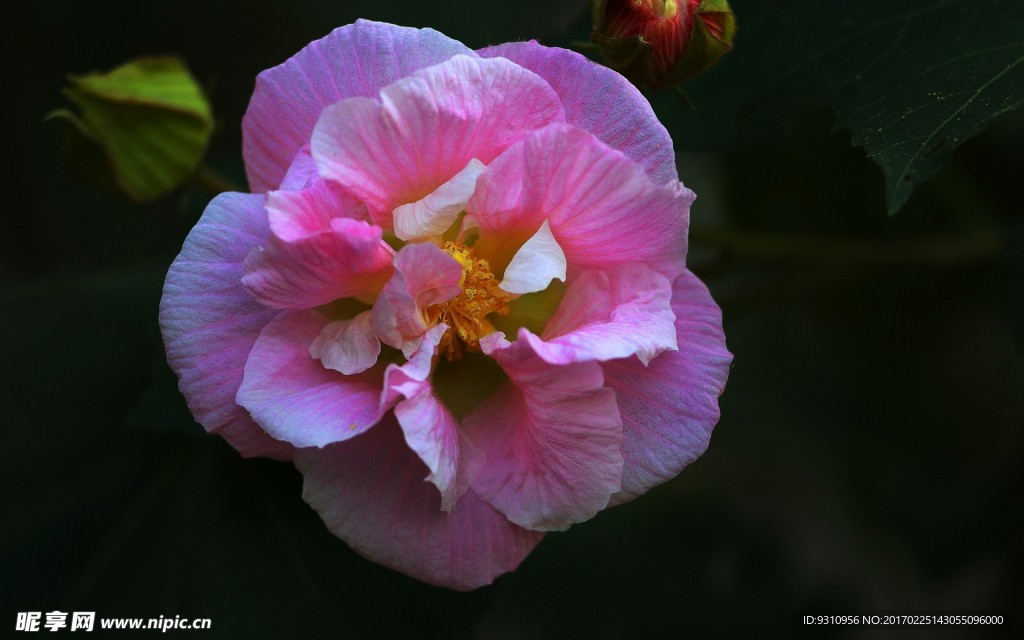 木芙蓉