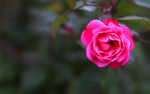 月季花