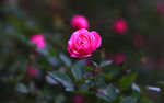 月季花