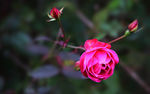 月季花
