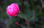 月季花