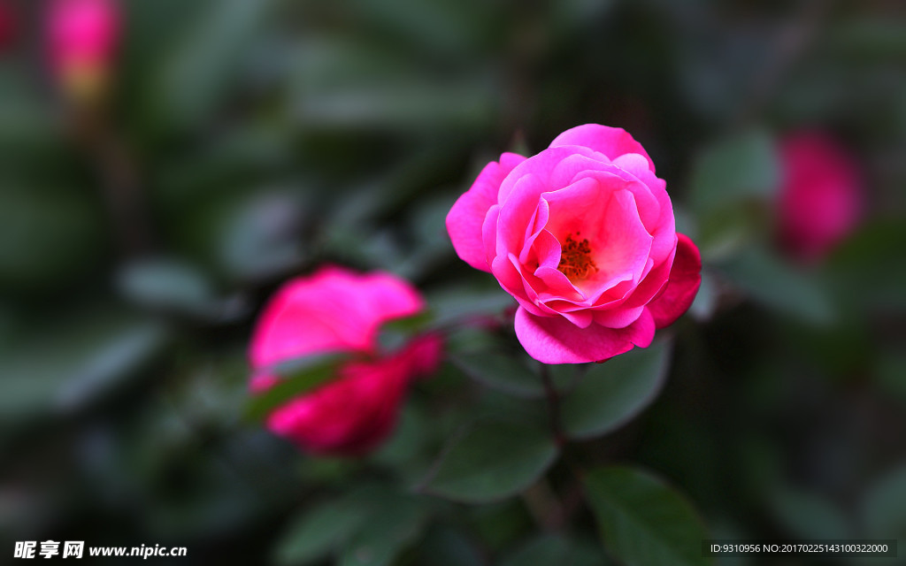 月季花
