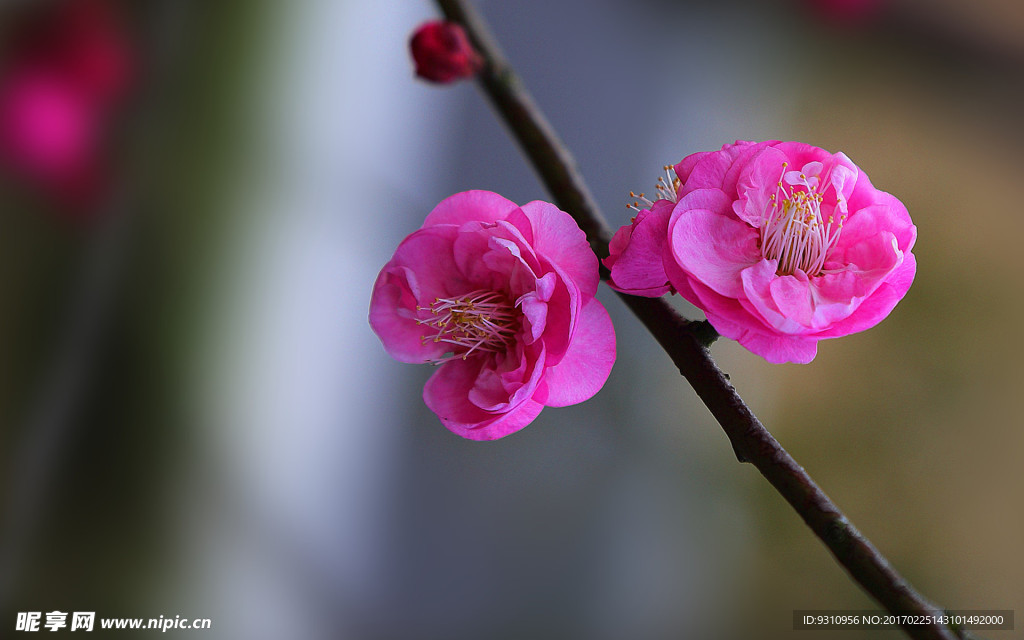 梅花