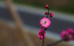 梅花