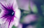 牵牛花