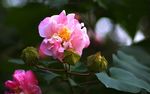 深秋木芙蓉