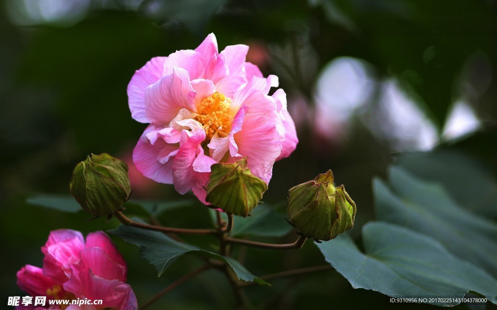 深秋木芙蓉