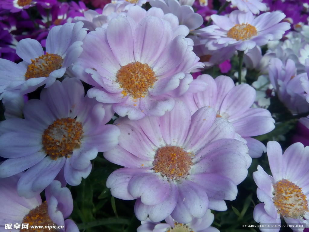菊花