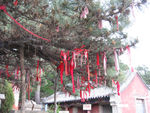 济南千佛山许愿树