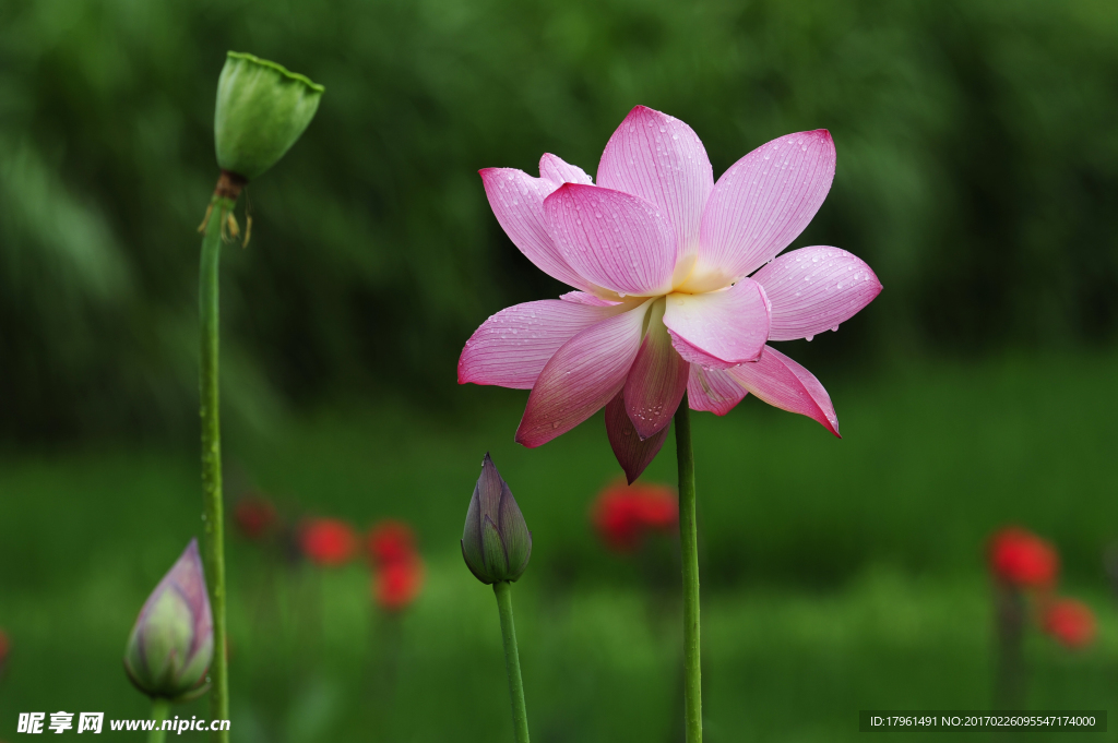 荷花