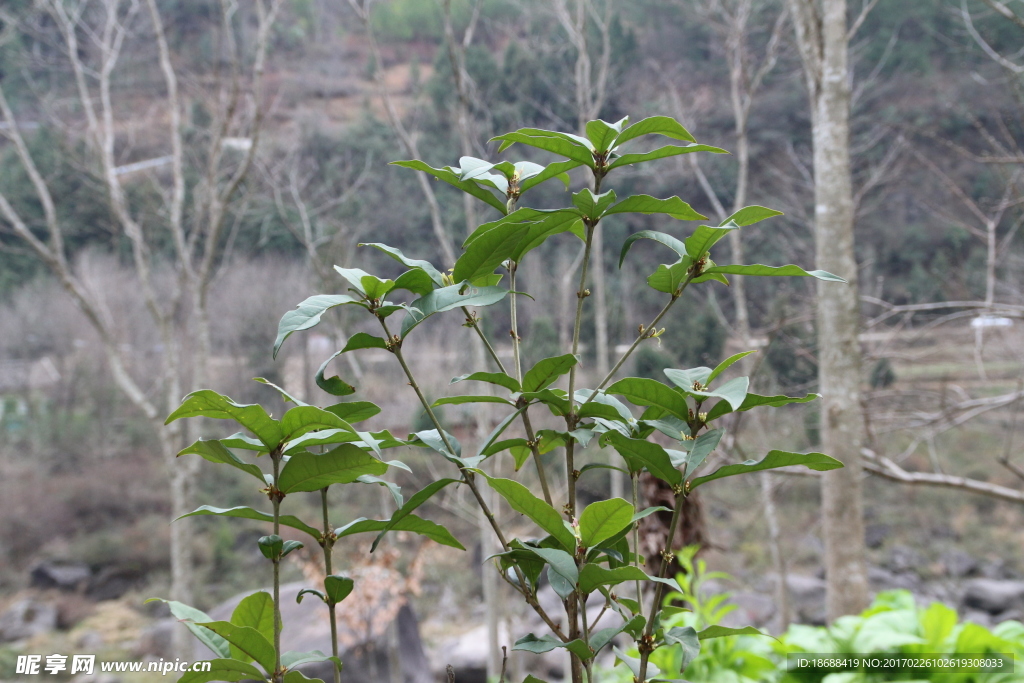 桂花树