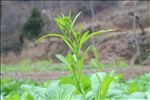 油菜花苗