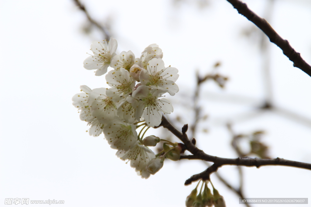 桃花枝