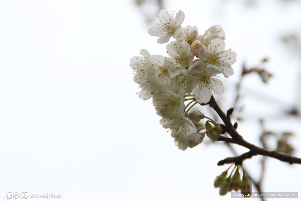 桃花