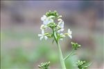 白色油菜花