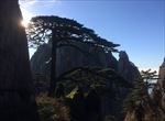 黄山 迎客松