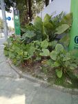 滴水观音花