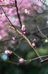 红梅