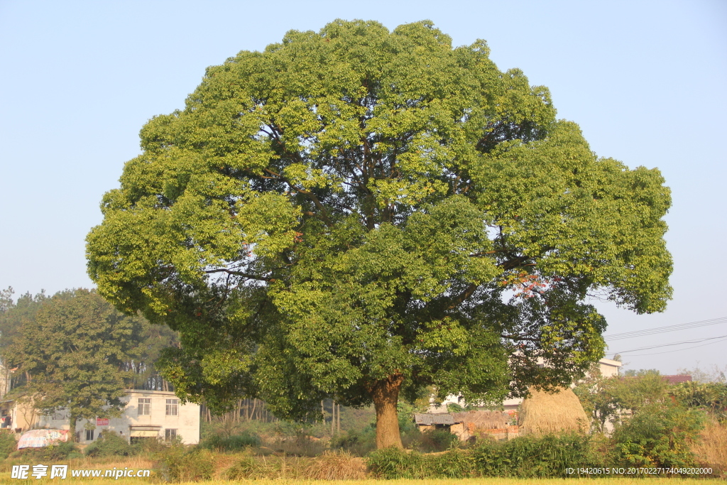 大樟树