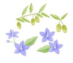 紫色花朵