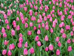 郁金香花园图片