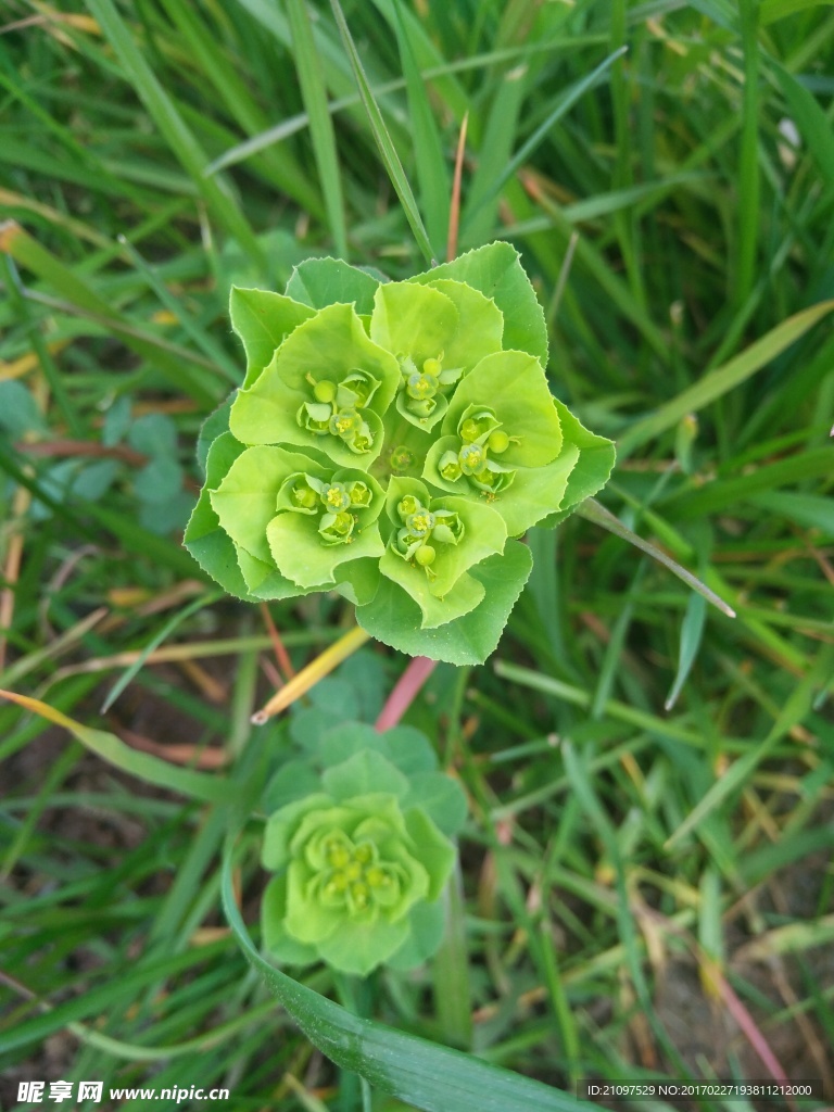 野花