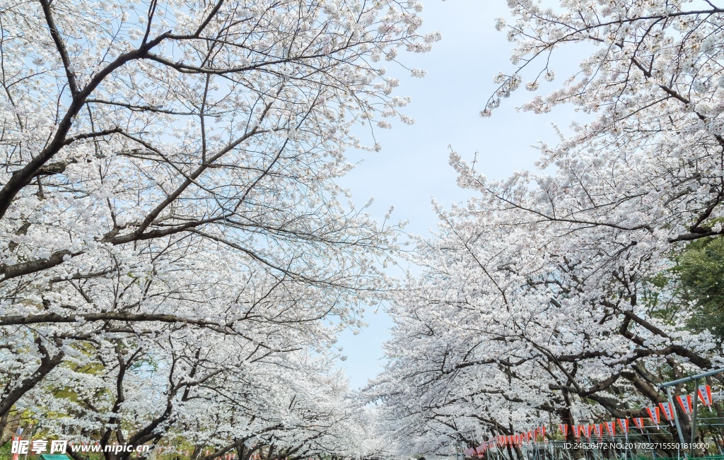 唯美樱花