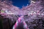 唯美樱花