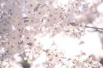 唯美樱花