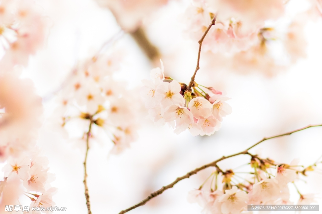 粉色樱花