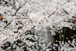 粉色樱花