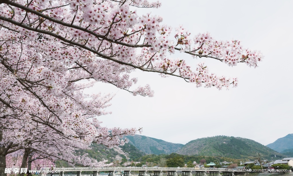 樱花