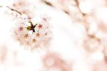 唯美樱花